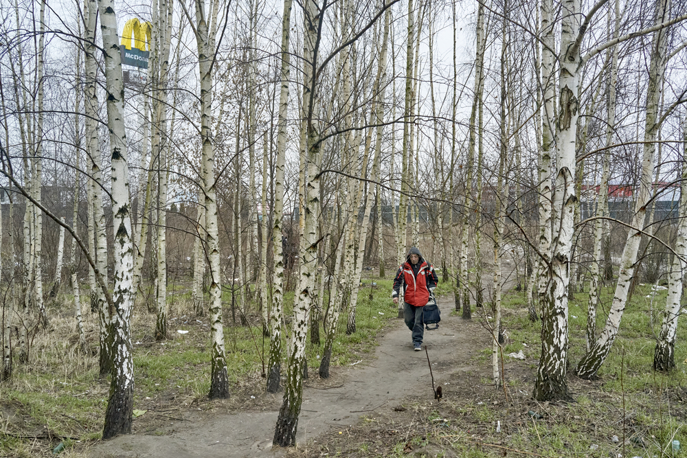 a man walking through a birch grove