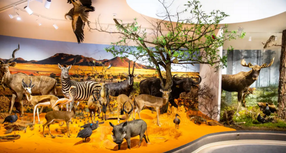 Muzeum Przyrodnicze Muzeum Przyrodnicze