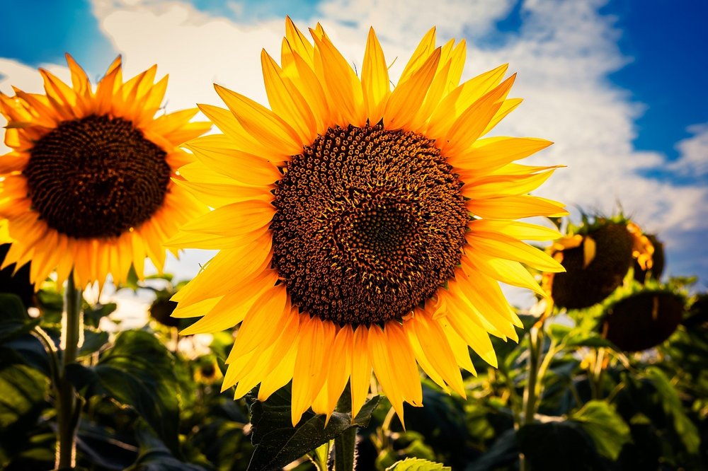 Na zdjęciu widzimy piękne, duże słoneczniki w pełnym rozkwicie, sfotografowane z bliska na tle nieba. Centralny słonecznik dominuje w kadrze – jego intensywnie żółte płatki kontrastują z ciemnym środkiem wypełnionym nasionami. Światło słoneczne podkreśla barwy i tekstury rośliny, dodając ciepłego, złocistego blasku. W tle widać więcej słoneczników, niektóre lekko przysłonięte cieniem, oraz błękitne niebo z białymi chmurami. 